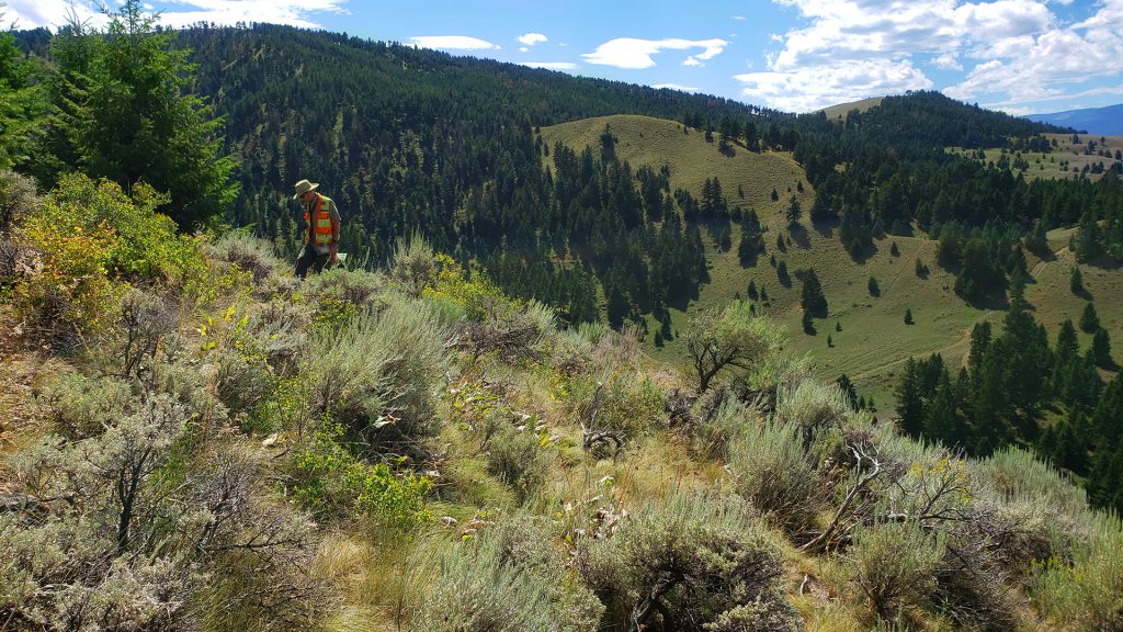 Gaia Metals makes gold-silver discovery at the Freeman Creek, Idaho ...