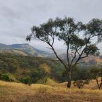 Golden Cross discovers gold-bearing vein system at Aurora East, Australia
