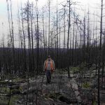 The Gold Between the Veins: A Second Look at Robinson Creek